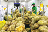 各亚洲市场加大对越南水果的进口力度