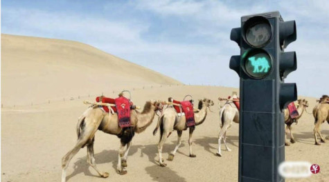 Đèn giao thông dành cho lạc đà giữa sa mạc Trung Quốc