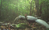 武光国家公园积极救助野生动物 携手共筑和谐生态