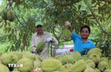 越南水果着力满足出口市场准入标准