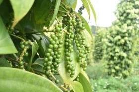 Vietnam's pepper export nears 500 million USD