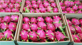 Vietnamese dragon fruit makes a splash at Spinneys debut in Saudi Arabia
