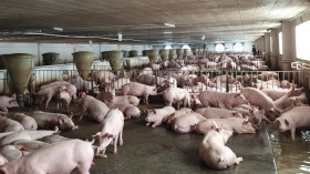 To develop husbandry safe from pandemics