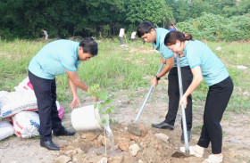 土龙木市 “缅茄树”专题树园亮相