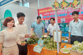 The whole province has 89 cooperatives and 180 agricultural cooperative groups