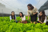 Organic agricultural production head for sustainability