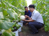 Agriculture of high-tech application promoted