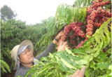 Vietnamese coffee export prices to UK surge
