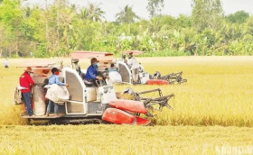Mechanisms needed for rice industry to go circular: insiders