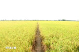 Mekong Delta region enjoys growing crop production