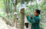 Vietnam's rubber exports reach 1.7 billion USD in eight months