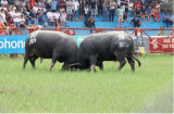 2024 Do Son buffalo fighting festival held