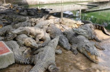 Expanding export opportunities for crocodile industry