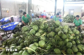 Fresh coconuts quenching new overseas markets