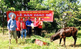 Hội Chữ thập đỏ TP.Tân Uyên: Bàn giao bò sinh sản cho hộ gia đình khó khăn