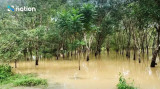 Floods cause losses of 580 million USD to rubber plantations