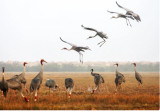 Dong Thap revives red-crowned crane population