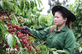 Xuất khẩu nông lâm thủy sản đạt hơn 9,3 tỷ USD, tăng 8,3% trong 2 tháng đầu năm