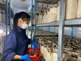 Trồng nấm mối đen thu lãi trăm triệu đồng mỗi vụ