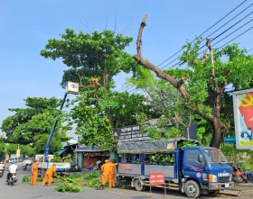 Tăng cường công tác quản lý cây xanh trong mùa mưa bão