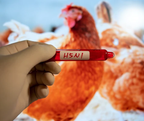 Chủ động ứng phó với cúm A/H5N1