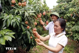 2025年越南荔枝产量预计增加30%