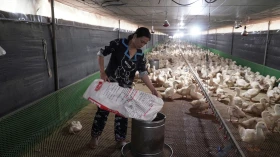 Huyện Phú Giáo: Phát triển chăn nuôi gắn với bảo vệ môi trường