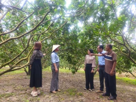Huyện Phú Giáo: Phối hợp hỗ trợ nông dân duy trì VietGAP, phát triển nông nghiệp sạch
