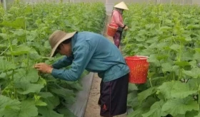 北新渊县：经济形势向好