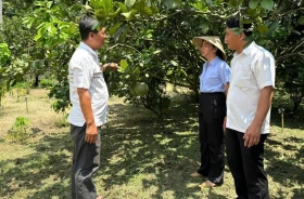 Huyện Phú Giáo: Phát triển sản phẩm VietGAP bền vững
