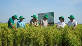 Green finance fuels Vietnam’s agricultural transformation