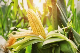 Indonesia aims to stop corn imports in 2026