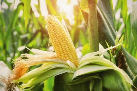 Indonesia aims to stop corn imports in 2026