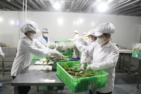 Huyện Phú Giáo: Nâng tầm sản phẩm OCOP