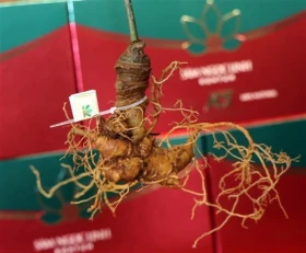 越南逐步打造药用植物产业中心
