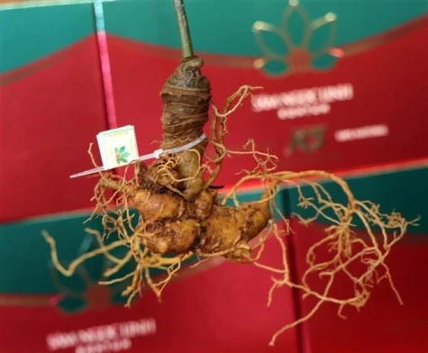 越南逐步打造药用植物产业中心