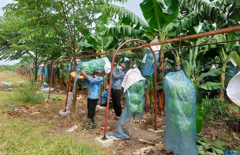 Tạo sức bật để An Thái bứt phá