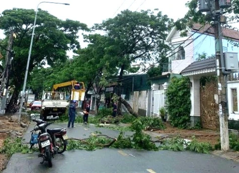 Cảnh báo nguy cơ mất an toàn điện do cây đổ trong mùa mưa bão